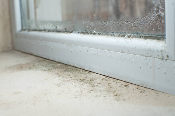 Mold Documentation for Insurance Claims in Parkside, PA